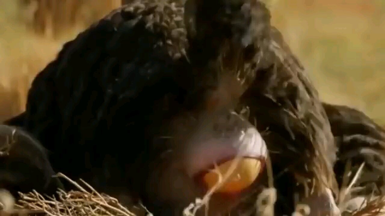 survival in the rainforest with This area is rich life in Ostrich - cooking Ostrich Egg with Pumpkin