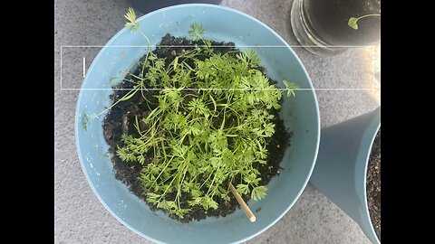 Carrot Update.