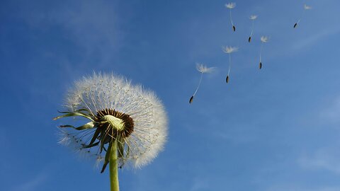 Ambient Wind Sound (Black Screen) | Quiet, Calm, Sleep, Focus
