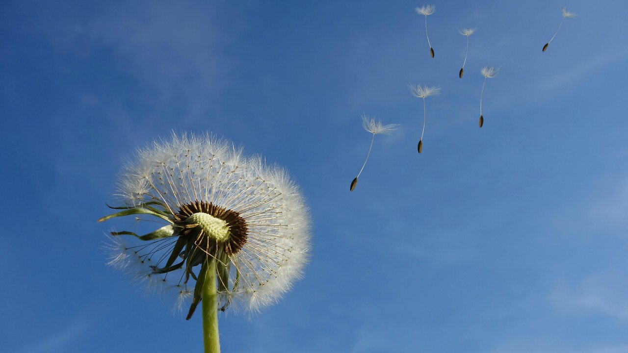 Ambient Wind Sound (Black Screen) | Quiet, Calm, Sleep, Focus