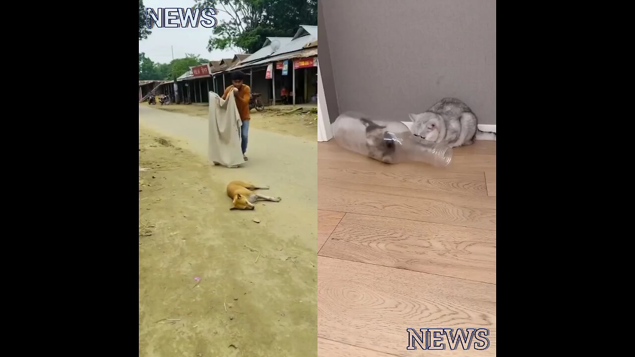 A man is messing around with a dog. On the other hand, a cat is fooling around by itself.