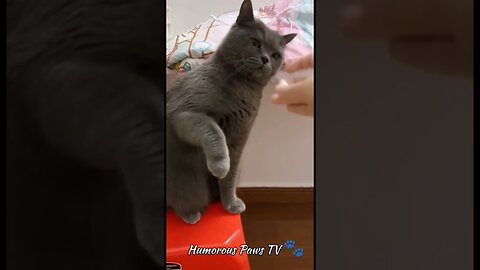 Pawsome Pet Laughs! 🐾😂