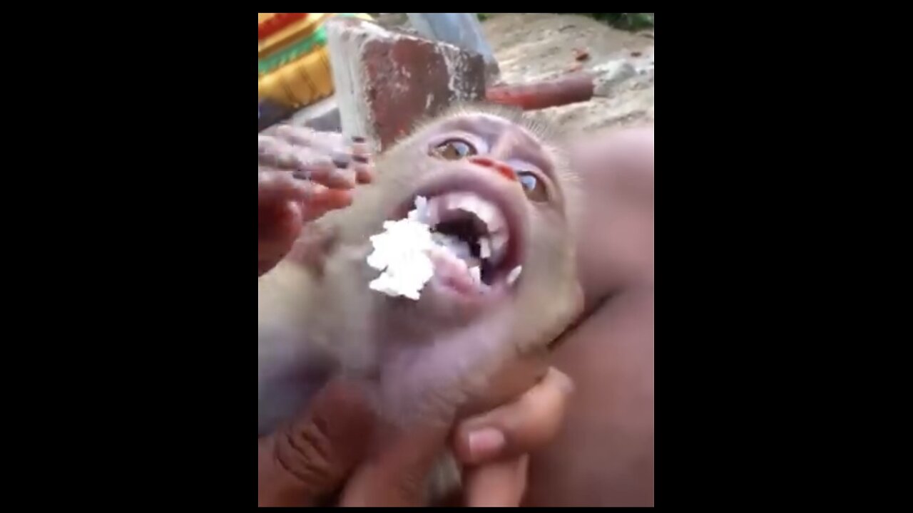 monkey eat rice secretly