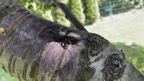 Stag beetle on cherry tree