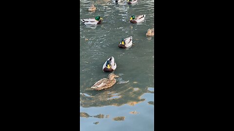 Mallard Ducks 🦆 #mallardducks #ducks #duck #followme #shorts #trending #viral
