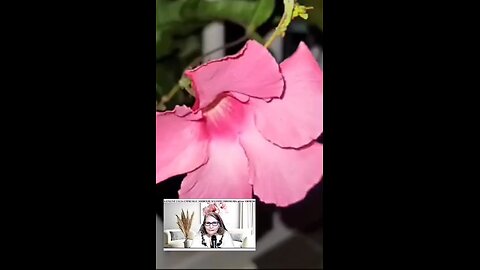 Oltea Hozan poezia -Când Am Ajuns Un Nou Apus De Soare- #editor Valentin Trif #poetry #poezie #poem