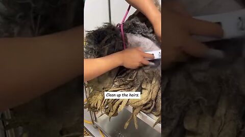 The birth dog lived on the street for years and thats what happened to her