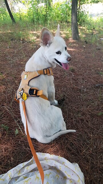 250606. Seoul National cemetery.