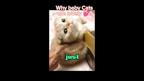 Why do we love Baby cats or kittens 🐈 #animals #cute #cutebaby