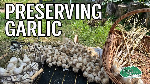 Harvesting and Preserving Garlic