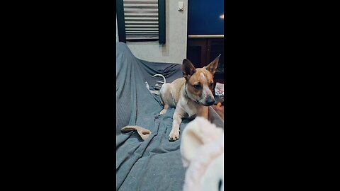 First squeaker toy!