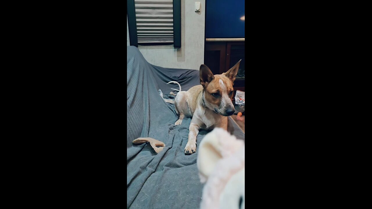 First squeaker toy!