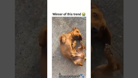 These Pets Are Walking Comedy Shows!