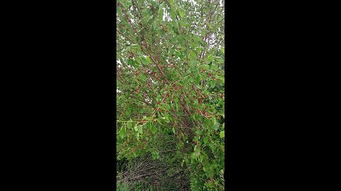 Mulberry tree