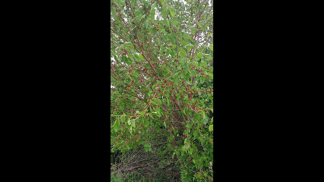Mulberry tree