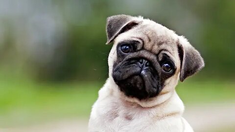 Did you know that dogs have superpowers?