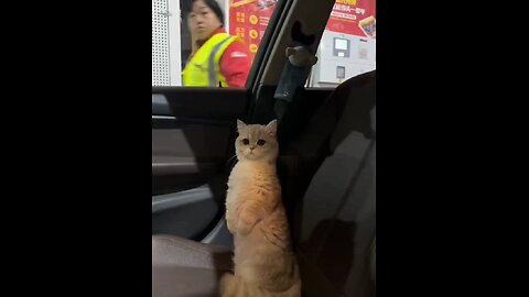 EU tô TRANQUILO seu POLÍCIA, FIZ nada NÃO