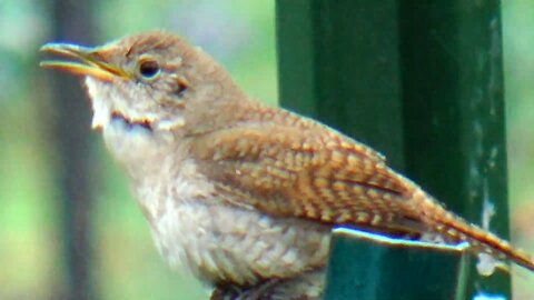 Wren