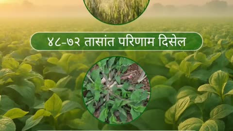 Agrochemical Solutions in India – NACL Industries LTD | Pesticides