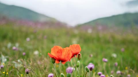 Journey Beyond Words: Thoughts as Images