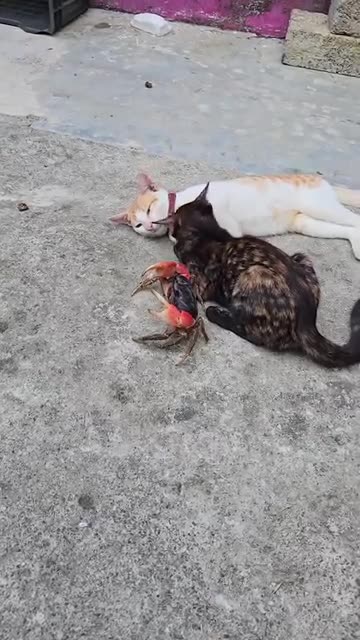 Funny 🤣 video of cat 🐈😺