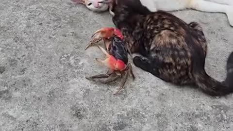 Funny 🤣 video of cat 🐈😺