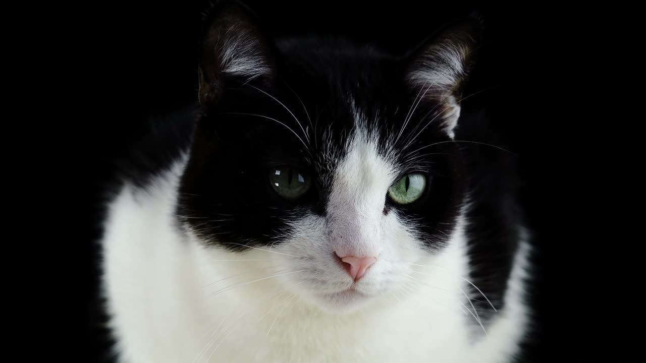 Cat, feline, animal