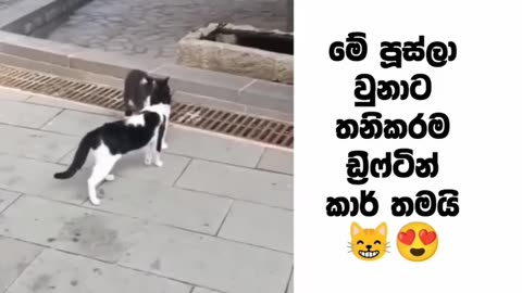 😂🐱 Cat's Hilarious Fail Attempt | FunFM