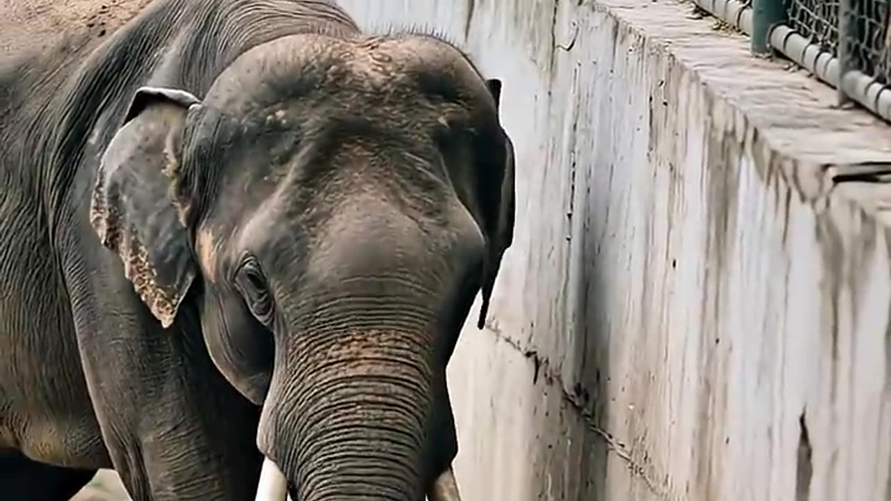 Hero elephant rescues child in heart-stopipng zoo drama