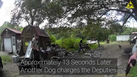 Body cam footage shows Whitfield Co. deputies shooting 2 dogs, killing one