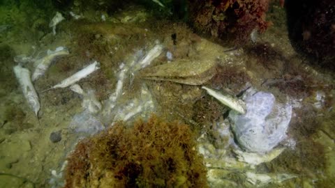 Huge algal bloom dubbed a 'natural disaster' by Australian officials