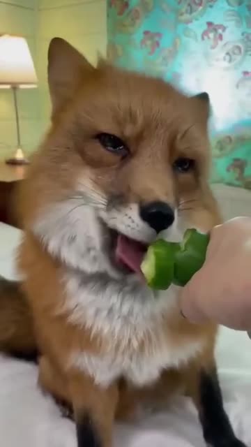 Vegan fox 😊