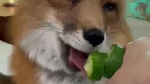 Vegan fox 😊