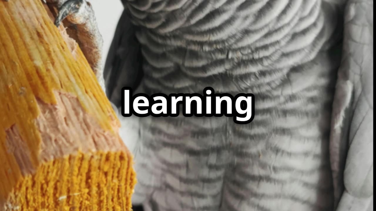 🦜🧠 African Grey Parrots As Smart as a 5 Year Old! 🤯