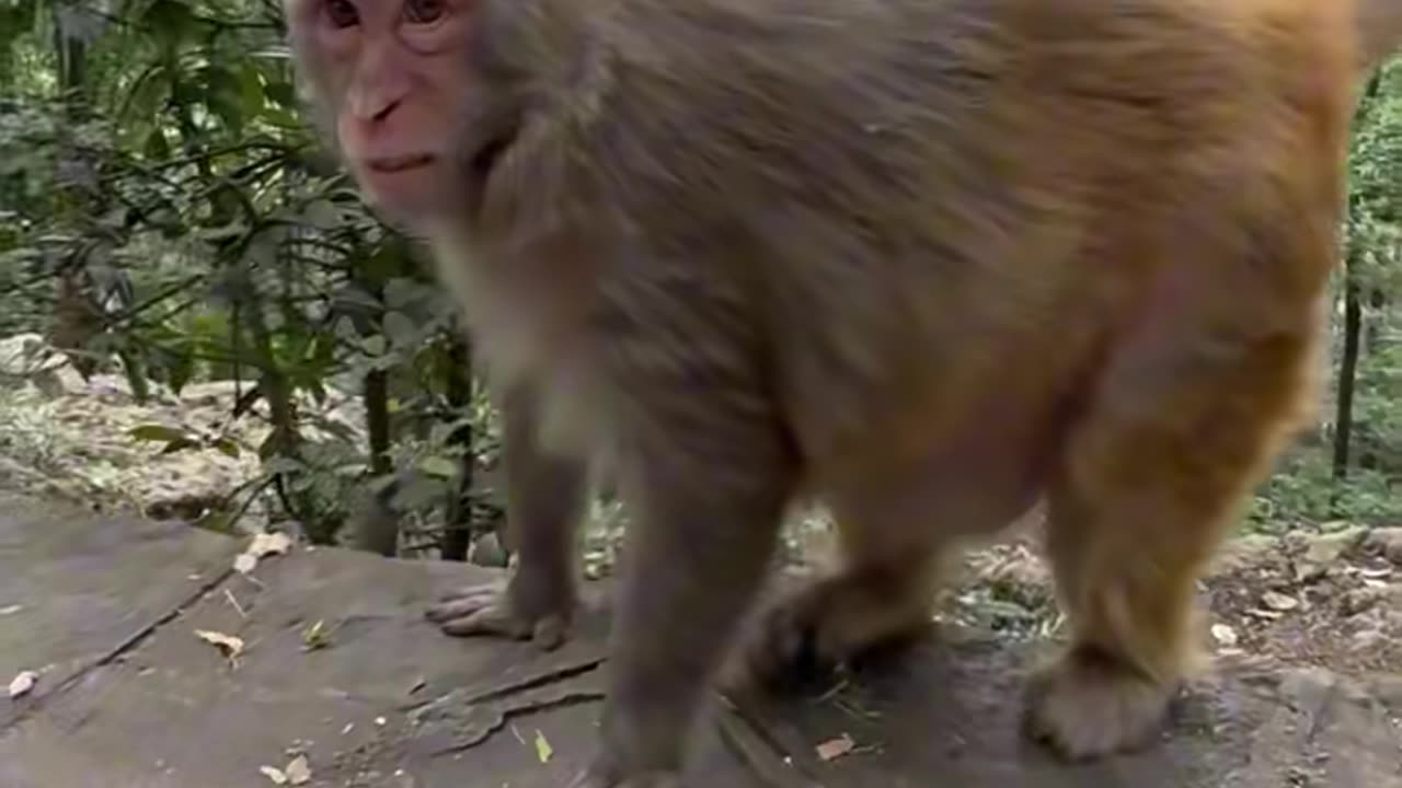 Funniest Animal Moments That Will Make You Laugh