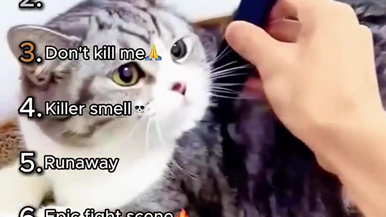 “You Won’t Believe This Cat Just SPOKE! 😂🐱”