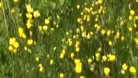 Karadeniz’de yeşeren yayla