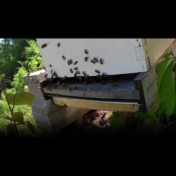 Sunday Afternoon long cut