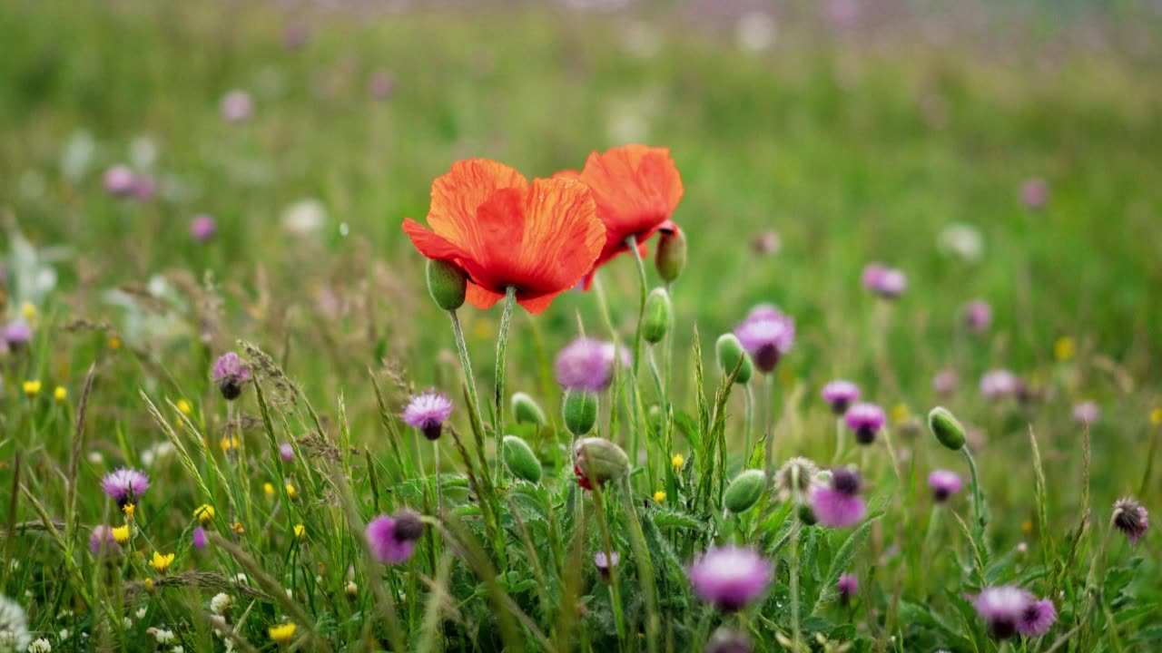 Ride Till Sunrise V2