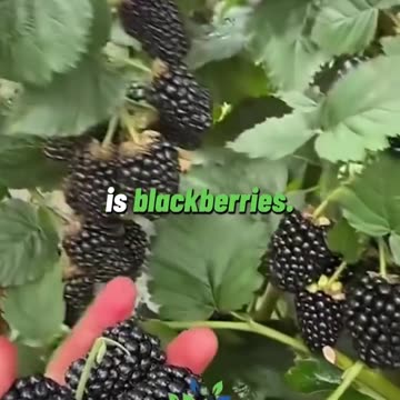 LISTEN, MOSTLY TRUE, GOOD FOR YOU! LOVE GUAVA AND MANGO