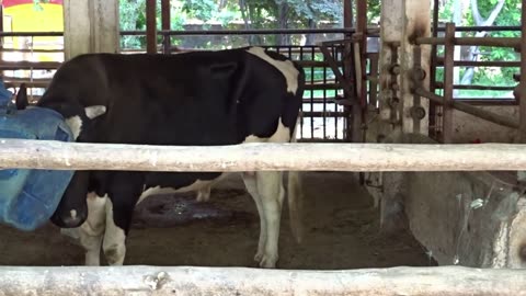 cow