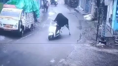 Things Only happen in India 🤣🤣 Bull Driving scooter 😁