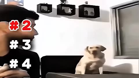 Funny animals| Top 5 Funny Pet Moments 😂