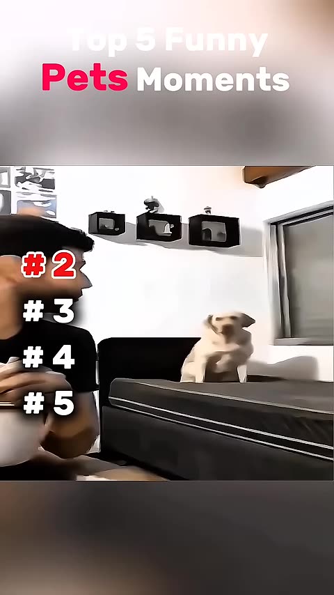 Funny animals| Top 5 Funny Pet Moments 😂