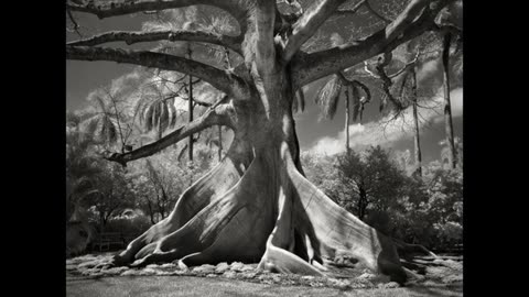 Legendary ANCIENT TREES of the Realm