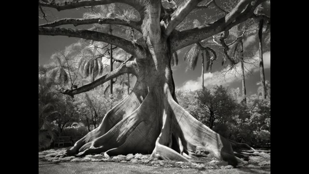 Legendary ANCIENT TREES of the Realm