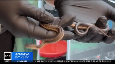 New and largest Bay Area wildlife care center opens in Saratoga