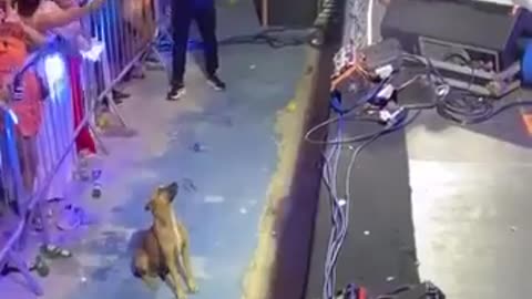 Dog enjoying a music concert