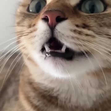 #Cats #cat sound#funny cat