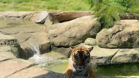 Tiger Cooling Off